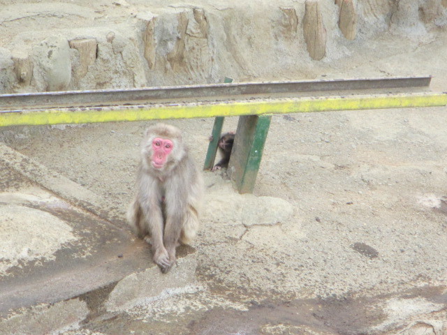 かわいい赤ちゃん猿 高尾登山電鉄 スタッフブログ
