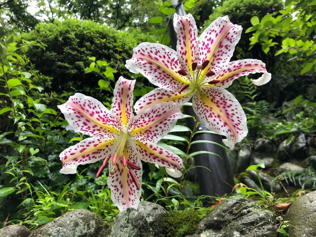 ついに 高尾登山電鉄 スタッフブログ