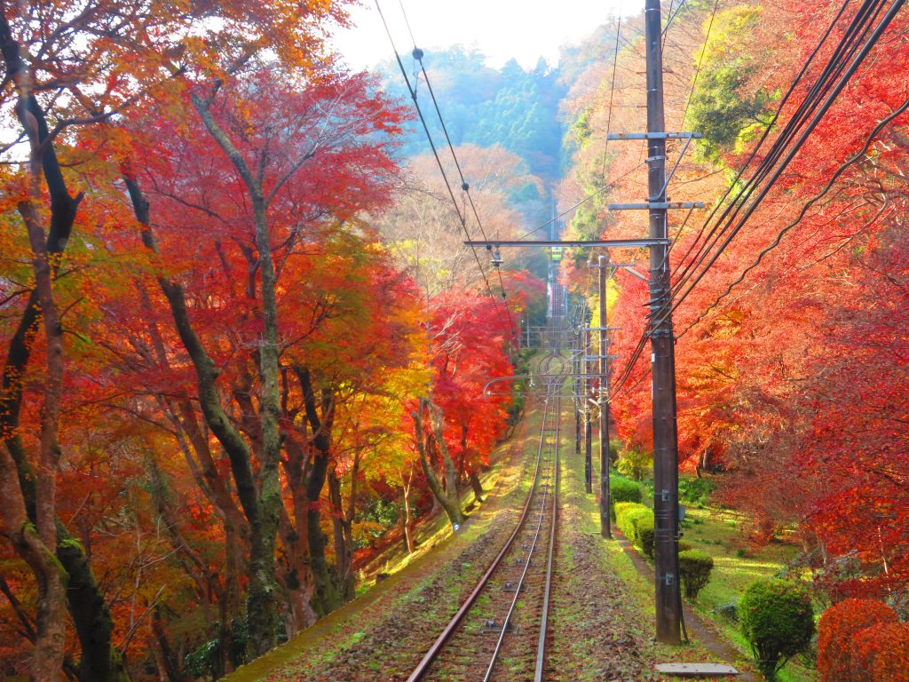 まだまだ楽しめる高尾山の紅葉！ – 高尾登山電鉄 スタッフブログ