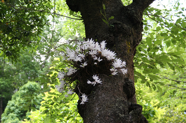 高尾山の動物・植物