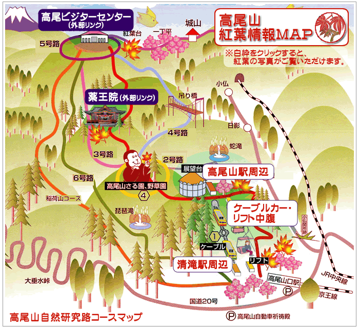 高尾山紅葉情報マップ