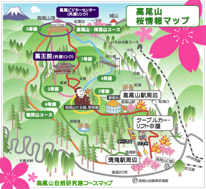 高尾山 桜・新緑情報マップ