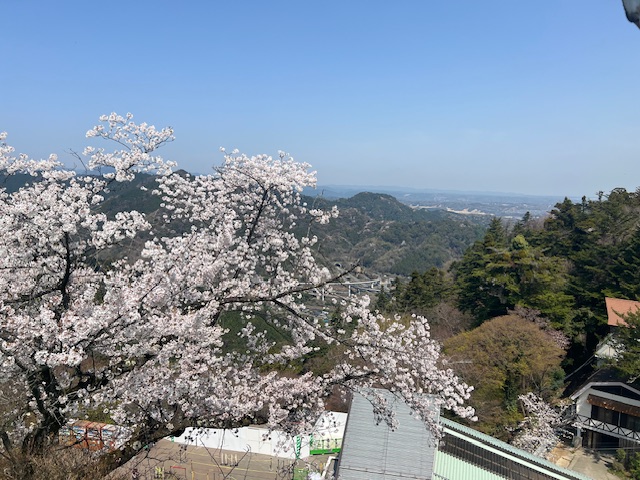 2025年4月8日(火) 展望レストラン(高尾山駅周辺)桜満開