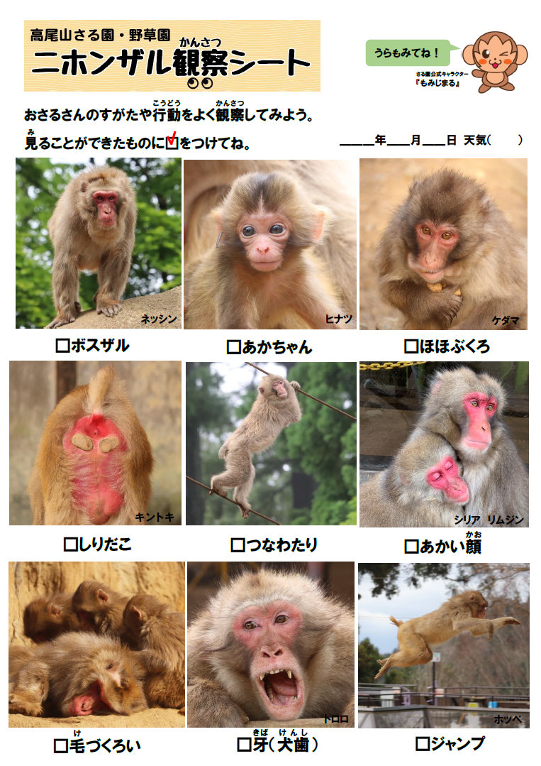 ニホンザル観察シート　表面